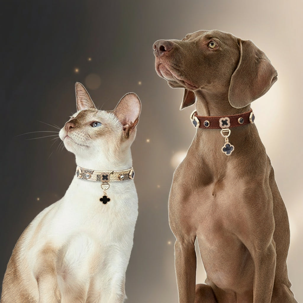 Cat and dog wearing collars with and Groo' logo on a light gray background